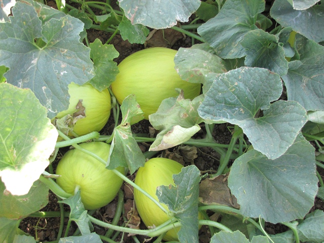 Yellow canary type melon 54-420 p1